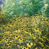 Rudbeckia Triloba